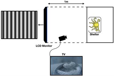 Spatial Contrast Sensitivity to Polarization and Luminance in Octopus